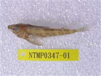 藏品(篩口雙線鳚)的圖片